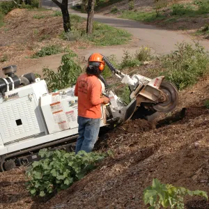 Olive stump grinding