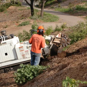 Olive stump grinding