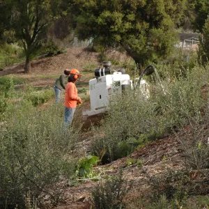 Olive stump grinding