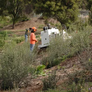 Olive stump grinding