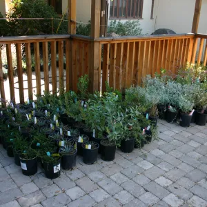 potted plants on the Garden Terrace, Fall Plant Sale, 2005