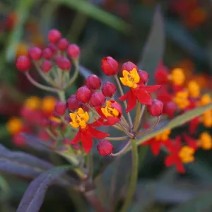 botanical image, Fall Plant Sale, 2005