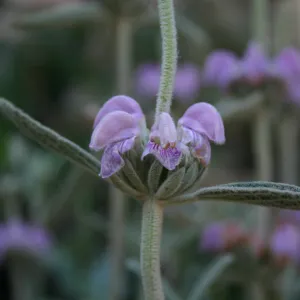 botanical image, Fall Plant Sale, 2005