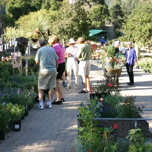 shopping at the Fall Plant Sale, 2005