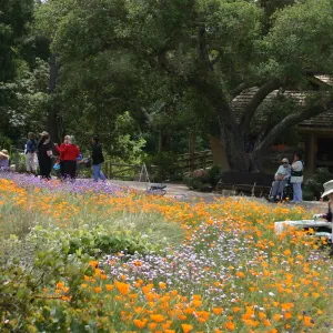 SBBG Entrance, artist painting in the Garden