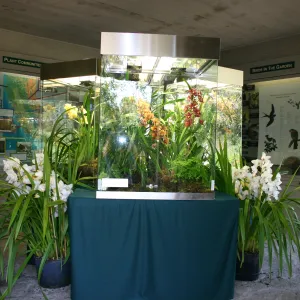 Orchid Display in the Information Kiosk