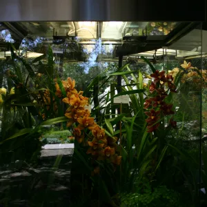 Orchid Display in the Information Kiosk