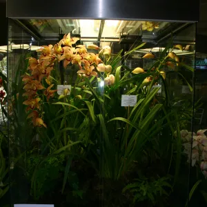 Orchid Display in the Information Kiosk