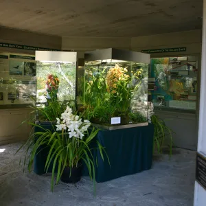 Orchid Display in the Information Kiosk