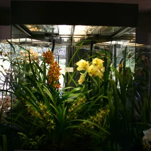 Orchid Display in the Information Kiosk