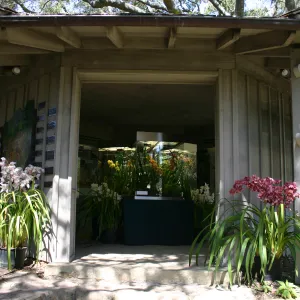 Orchid Display in the Information Kiosk