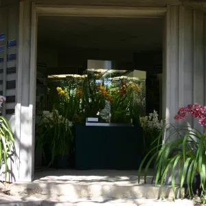 Orchid Display in the Information Kiosk