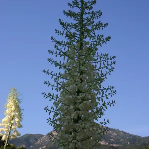 Yucca in bloom, Porter Trail 