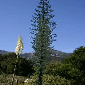 Yucca in bloom, Porter Trail