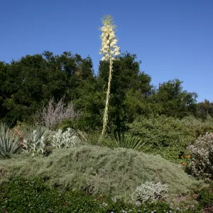 Yucca in bloom, Porter Trail in bloom