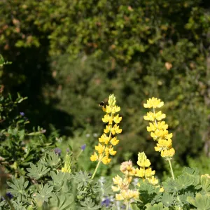 Lupinus arboreus, Porter Trail in bloom
