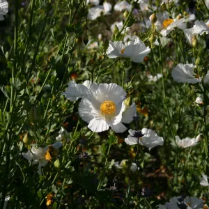 Matilija poppies, Porter Trail in bloom
