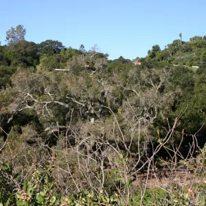 Removal of sick Meadow Oak
