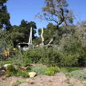 Removal of sick Meadow Oak