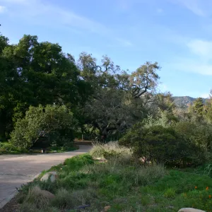 Meadow Oak, 2006