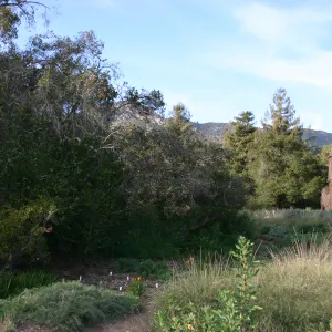 Meadow Oak, 2006