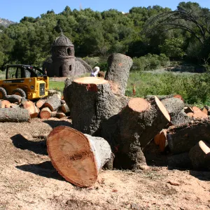 after Meadow oak removal
