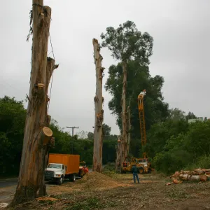 Removal of Eucalyptus trees along Mission Canyon Road