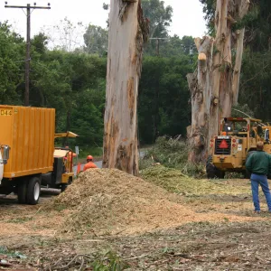 Removal of Eucalyptus trees along Mission Canyon Road