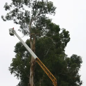 Removal of Eucalyptus trees along Mission Canyon Road