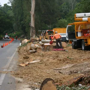 Removal of Eucalyptus trees along Mission Canyon Road