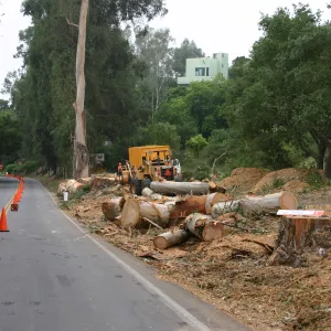 Removal of Eucalyptus trees along Mission Canyon Road