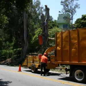 Removal of Eucalyptus trees along Mission Canyon Road