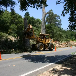 Removal of Eucalyptus trees along Mission Canyon Road