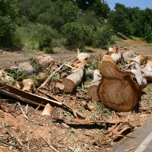 Removal of Eucalyptus trees along Mission Canyon Road