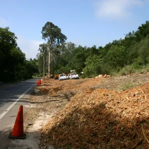 Removal of Eucalyptus trees along Mission Canyon Road