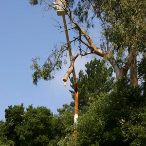 Removal of Eucalyptus trees along Mission Canyon Road