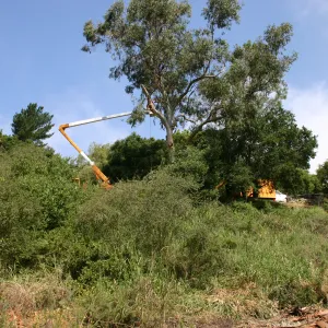 Removal of Eucalyptus trees along Mission Canyon Road