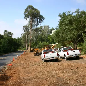 Removal of Eucalyptus trees along Mission Canyon Road