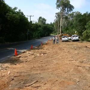 Removal of Eucalyptus trees along Mission Canyon Road
