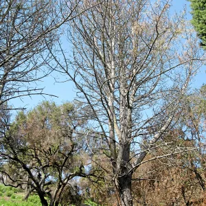 Torrey pines being removed after Jesusita Fire in Island Section