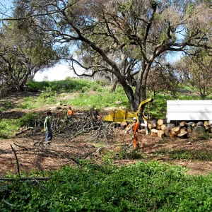 Torrey pines being removed after Jesusita Fire in Island Section