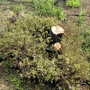 Quercus dumosa (Coastal Live Oak?) resprouts on Pritchett Trail after Jesusita Fire