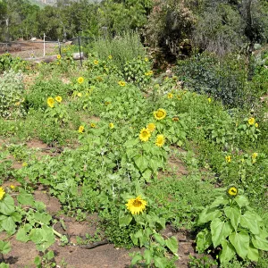 Exotic sunflower post fire at Tunnel gate