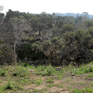 View south from flat by Tunnel gate post fire