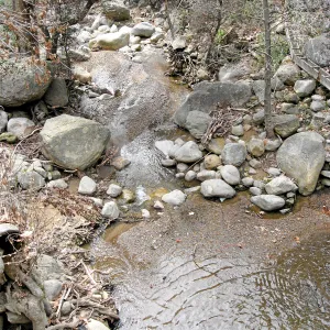 Mission Creek below dam showing heavy siltation after fire