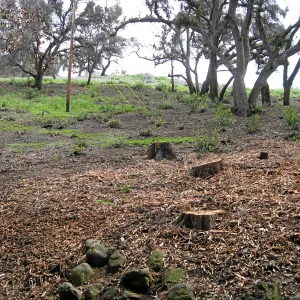 Woodland trail post fire