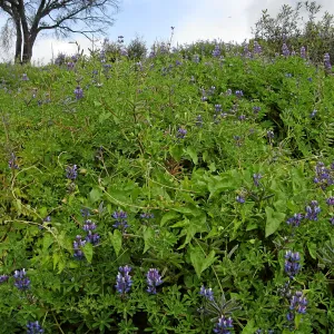 Lupinus succulentus post fire in Cypress Section