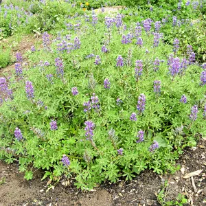 Lupinus succulentus post fire in Cypress Section