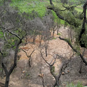 Las Canoas Creek after Eucalyptus removal