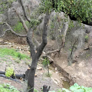 Las Canoas Creek after Eucalyptus removal